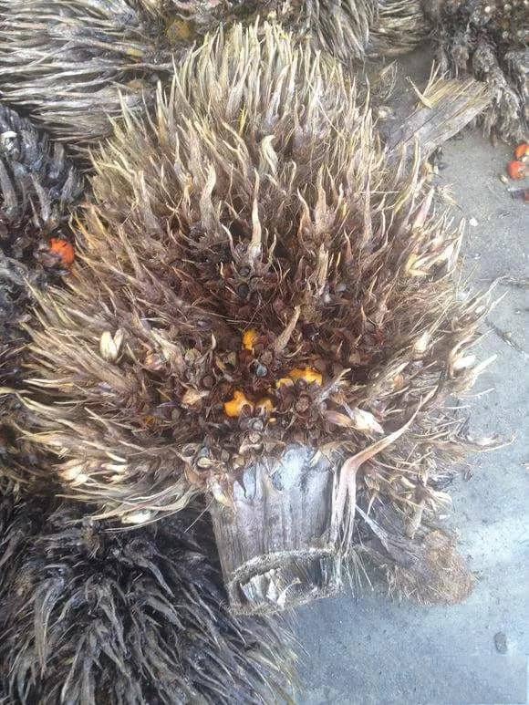 Tandan Buah Kosong.jpg Tandan Buah Kosong.jpg