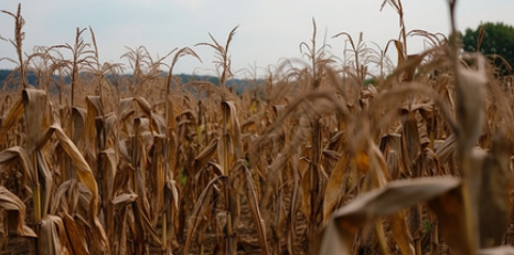 bahan baku.png bahan baku.png